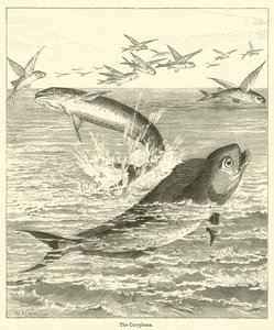 The Coryphene (rytina) od English School