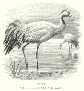 Jeřáb (rytina) od English School