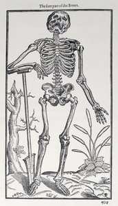 The Fore Part of the Bones, deska z Historie člověka vydané Johnem Banisterem (1540-1610), 1578 od English School
