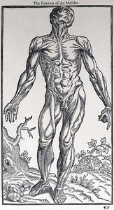 Přední část svalů, deska z „Dějiny člověka“, kterou vydal John Banister (1540-1610) od English School
