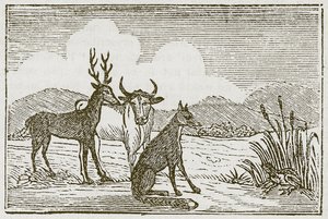 Der Frosch und der Fuchs (Gravur)