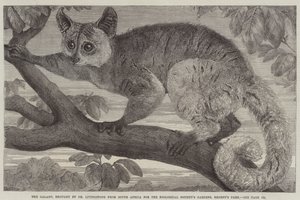 Galago, přivezený doktorem Livingstonem z Jižní Afriky pro zahrady Zoologické společnosti v Regent