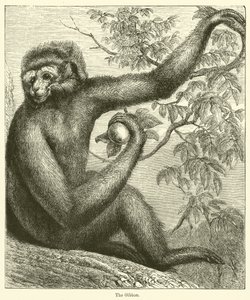 Gibbon (rytina) od English School