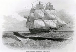 Velký mořský had při prvním pohledu z H.M.S. Daedalus od English School