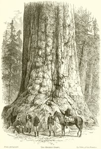 Grizzly Giant od English School