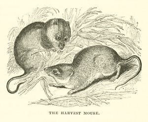 The Harvest Mouse (rytina) od English School