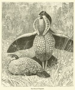 Rohatý Tragopan (rytina) od English School