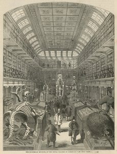 Hunterian Museum na Royal College of Surgeons od English School