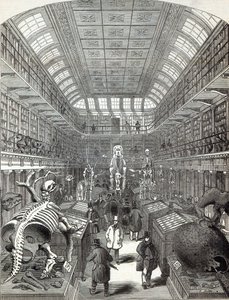 Hunterian Museum, na Royal College of Surgeons, z „The Illustrated London News“, 4. října 1845 od English School
