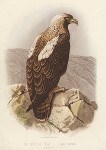 Císařský orel, Aquila Imperialis (barevná litografie) od English School