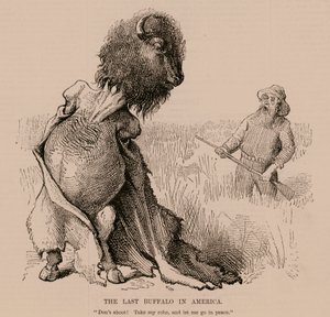 Der letzte Büffel in Amerika von English School