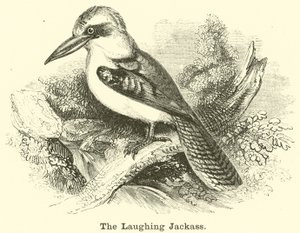 Laughing Jackass od English School