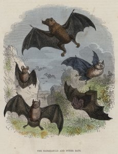 Madagaskar a jiní netopýři (barevná rytina) od English School