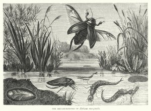 Metamorfózy Dytiscus marginalis (rytina) od English School