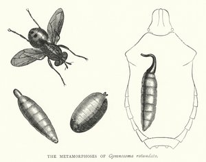 Metamorfózy Gymnosoma rotundata (rytina) od English School
