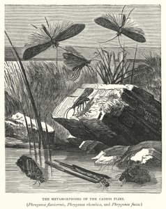 Metamorfózy mušek kadeřavek, Phryganea flavicornis, Phryganea rhombica a Phryganea fusca (rytina) od English School