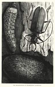 Metamorfóza Acanthophorus serraticornis (rytina) od English School