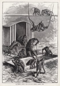 Opičí dům v zoologické zahradě, Regent