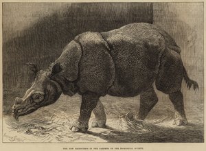 Nový nosorožec v zahradách Zoologické společnosti (rytina) od English School