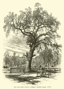 The Old Elm, Boston Common, zničen, 1876 od English School