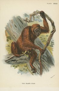 Orang-Utan od English School