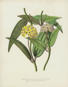Oválné a bledé Hoyas, Hoya Ovalifolia a Pallida od English School