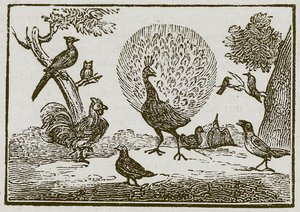 Páv a straka (rytina) od English School