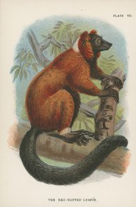 Lemur červený od English School