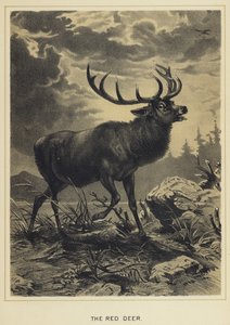 Red Deer od English School