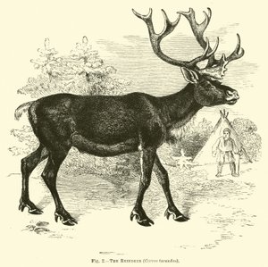 Sob, Cervus tarandus od English School