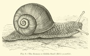 Římský nebo jedlý šnek (Helix pomatia) od English School