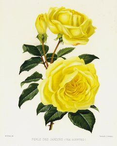 Růžová zahrada: Perle Des Jardins, s vůní čaje od English School