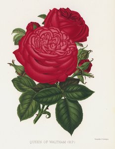 Růžová zahrada: Queen of Waltham, HP od English School