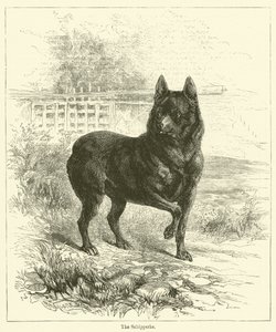 Schipperke (rytina) od English School