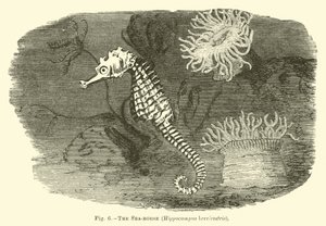 Mořský kůň, Hippocampus brevirostris od English School