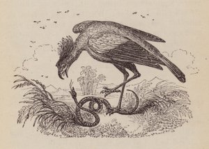 The Secretary Bird (rytina) od English School
