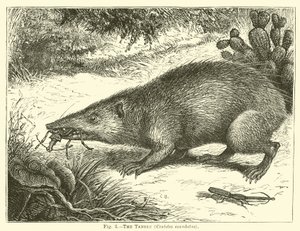 Tanrec, Centetes ecaudatus od English School