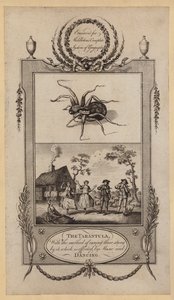 Tarantule, s metodou léčení těch, kdo ji píchli, která se provádí hudbou a tancem (rytina) od English School
