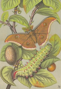 Tussar bource morušového z Indie (barva litho) od English School