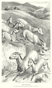 Divoký osel (rytina) od English School