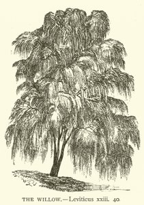 The Willow, Leviticus, xxiii, 40 (rytina) od English School