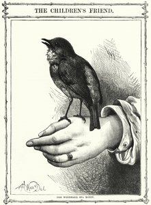 Robin z Woodhall Spa (rytina) od English School