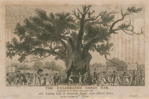 Slavný Velký dub, údajně starý více než 1800 let od English School