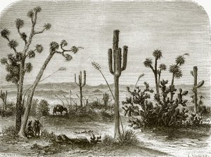 Obří cereus od English School