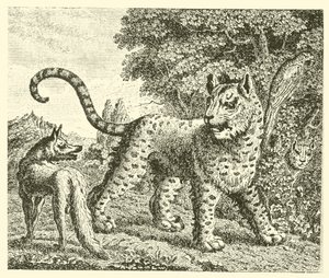 Leopard a liška (rytina) od English School