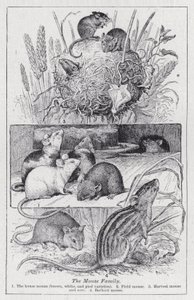 Myší rodina (litho) od English School