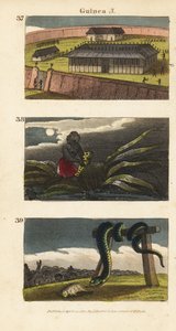 Palác krále Dahomey v Abomey 37, Afričan skrývající fetiš 38 a lidé z Whydah uctívající obrovského hada 39 od English School