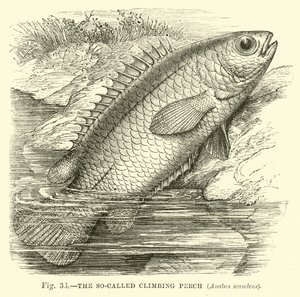 Takzvaný Climbing Perch, Anabas scandens od English School