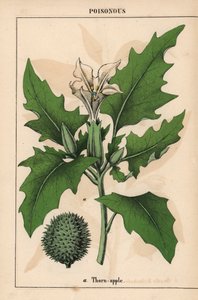 Trnité jablko s bílými květy a ostnatým ovocem.   , z „Poučné obrázkové knihy aneb lekce ze světa zeleniny“, [Charlotte Mary Yonge], Edinburgh od English School