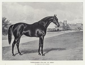 Plnokrevný hřebec "St Simon" (litho) od English School